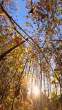 VERTICAL, LOW ANGLE VIEW: Golden and yellow autumn leaves gently swept by the wind from the branches of trees. Bright sunlight casts warm glow through the falling leaves in forest during fall season. - Powered by Shutterstock - Get 15% off with code: PIKWIZARD15