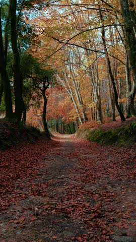 Autumn Mountain Hiking Trail in Italy Street
