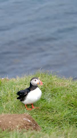 Colorful puffins prepare to take flight from the rugged cliffs of Borgarfjordur, Iceland.