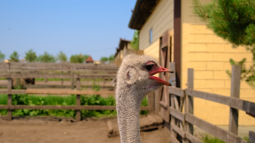 Ostriches on a farm in summer. Selective focus. Nature.