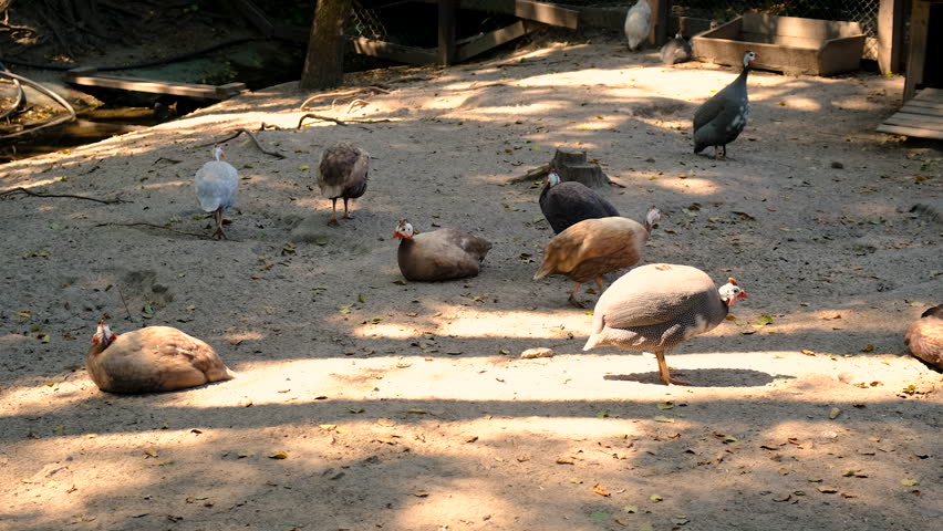 Guinea fowl on a farm in summer. Selective focus. Nature.