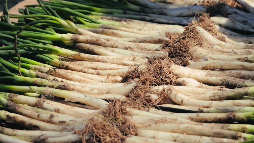 Traditional Catalan green onion calçot, The Calçotada de Valls Festival, annual event that celebrates this tradition, usually at the end of January. Close-up of grilled green onions. High quality 4k