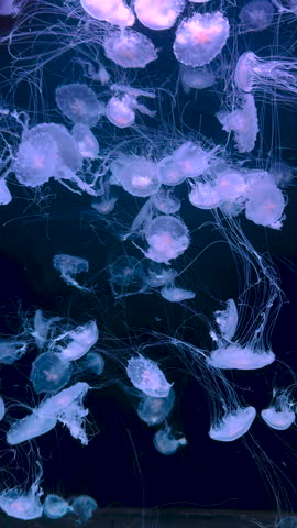 Jellyfish swimming in an aquarium. Selective focus. Nature.