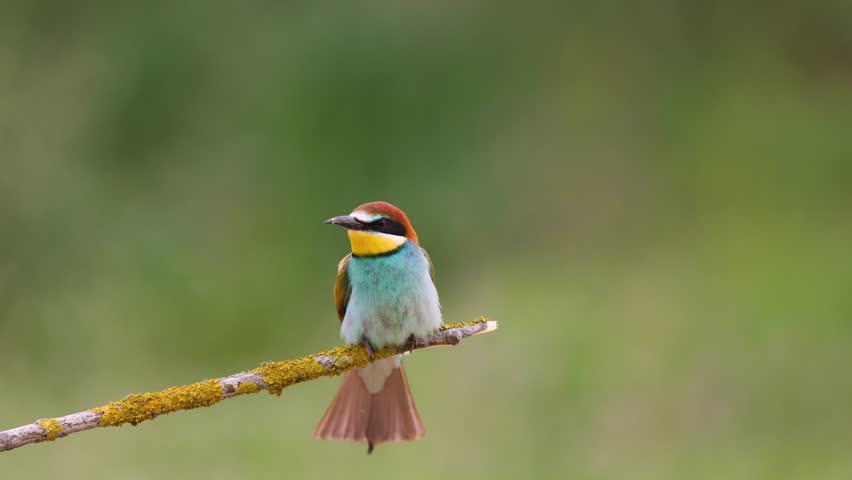 European Bee-Eater Merops apiaster perched on branch near breeding colony. Wildlife scene of Nature in Northern Poland - Europe, summer time