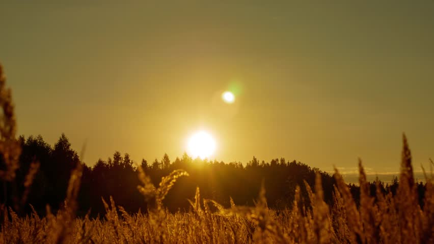 Sunset Behind Treetops, Golden Wild Wheat Swaying in Wind