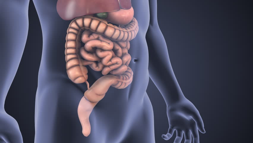 3D Animation Showing Formation of Abdominal Hernia