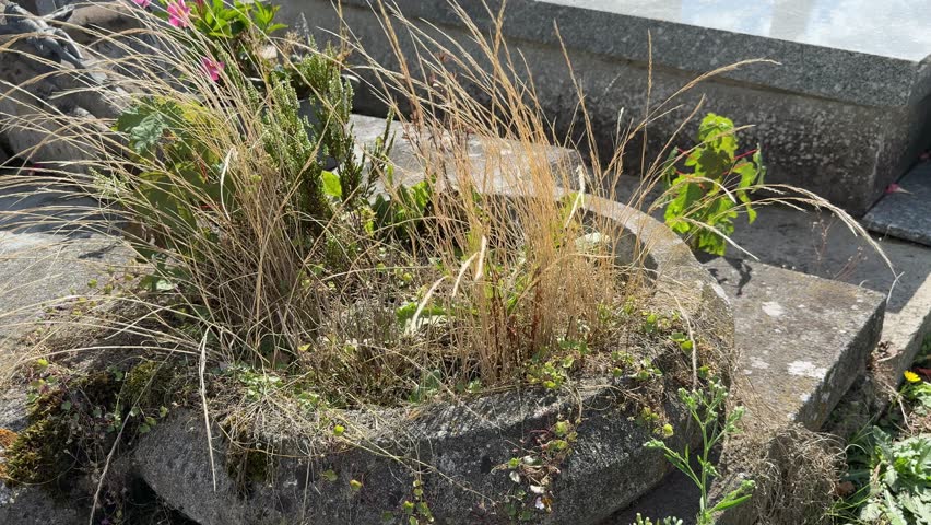A weathered stone planter on an old grave, overgrown with weeds and dry grass swaying in the wind