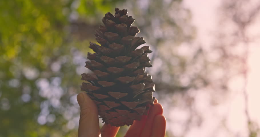 Autum forest fir cone pinecone in a male hand against shining sun rays in a  beautiful autumnal park video