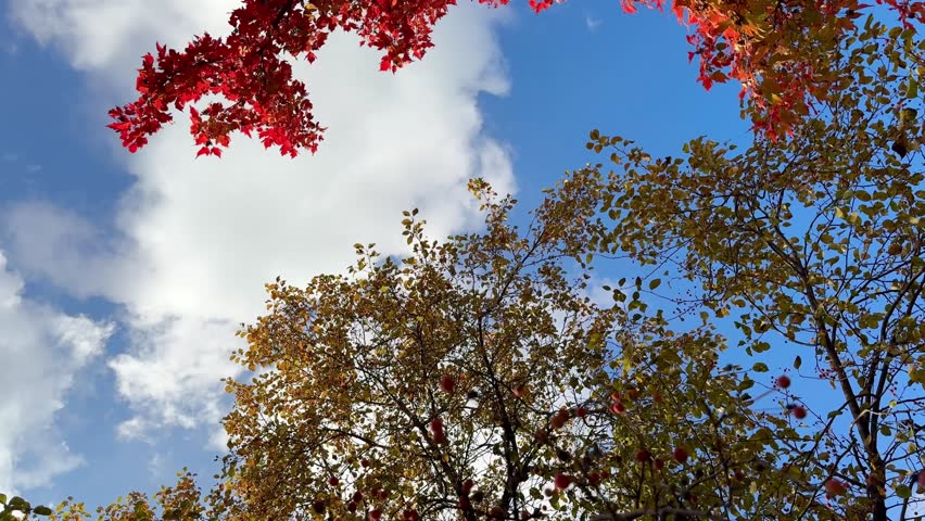 blue sky with white clouds and colorful autumn foliage of trees (red and yellow). a walk under the autumn trees and a look at the crowns	