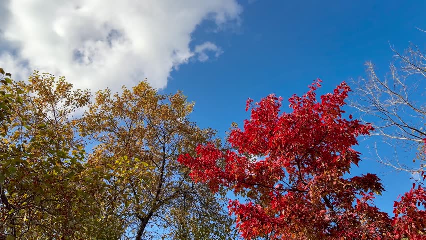Golden autumn day in the city with maple trees covered in bright red foliage, glowing under clear blue sky with soft white clouds, symbolizing the beauty of the fall season.	