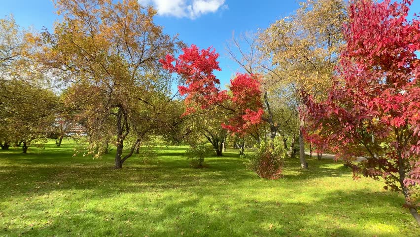 a clear sunny day in the autumn park. a green lawn, colorful colorful autumn trees and a bright blue sky with clouds.