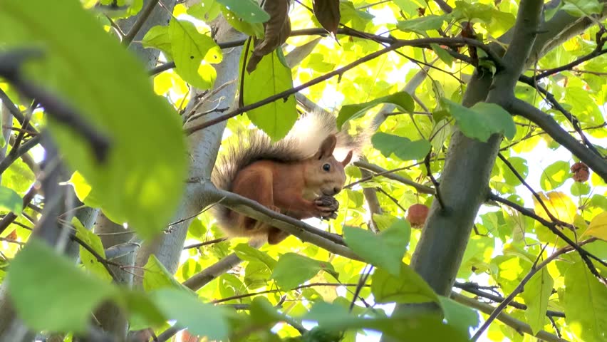 Red squirrel sitting on a tree branch in autumn, eating a Manchurian nut among yellow leaves, symbolizing wildlife, nature, and seasonal behavior of animals	
