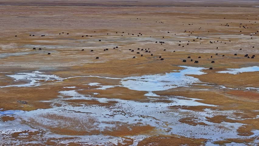 Drone photographs yak flocks in the uninhabited area of ​​Kekexili