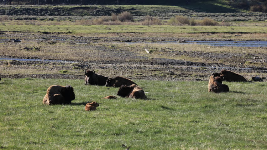 Bison herd with calves resting on green grass in Yellowstone’s Lamar Valley during late spring, with streams and in the background.