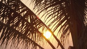 Close up sunset through leaves tree. Sundown orange sky naturally lit scenes golden hour evening. - Powered by Shutterstock - Get 15% off with code: PIKWIZARD15