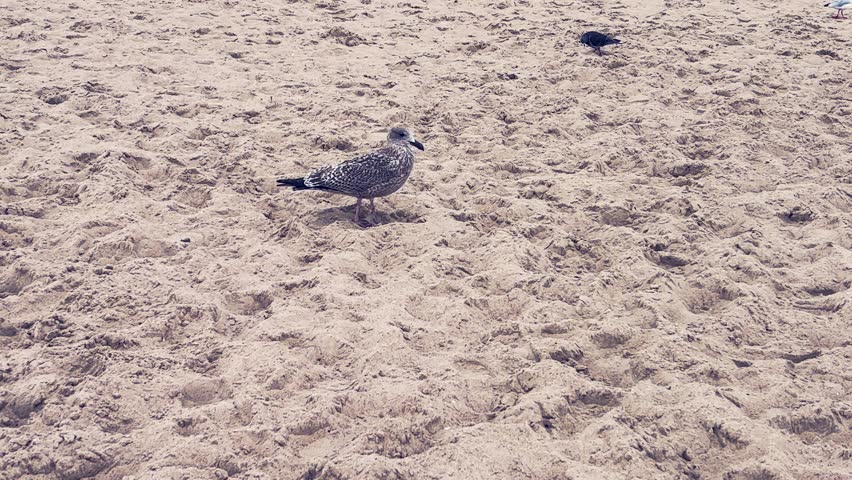 A great grey gull searches for food on the beach.