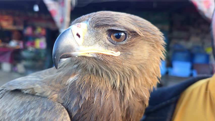 Golden Eagle Headshot Close-Up [Aquila chrysaetos], Majestic Bird of Prey Portrait 4K Footage, Wildlife Raptor Nature