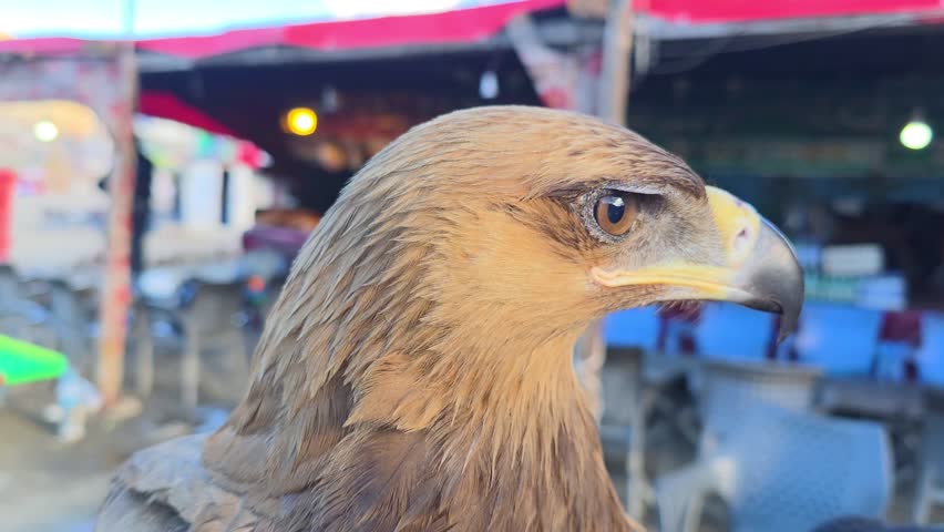 Golden Eagle Headshot Close-Up [Aquila chrysaetos], Majestic Bird of Prey Portrait 4K Footage, Wildlife Raptor Nature