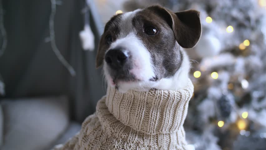 Adorable purebred dog wearing cozy beige wool turtleneck sweater posing near festively decorated christmas tree with warm glowing lights