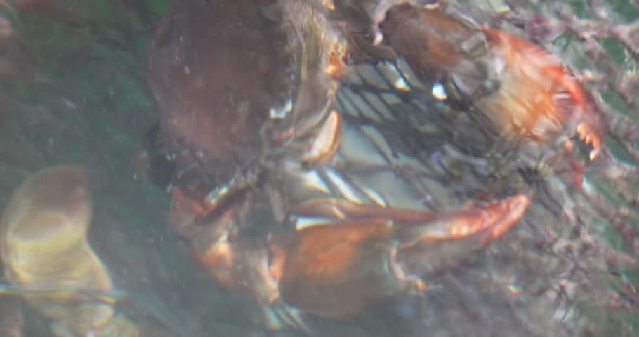 callinectes sapidus also known as the atlantic blue crab is a marine crustacean valued for its sweet meat ecological role and importance in seafood cuisine