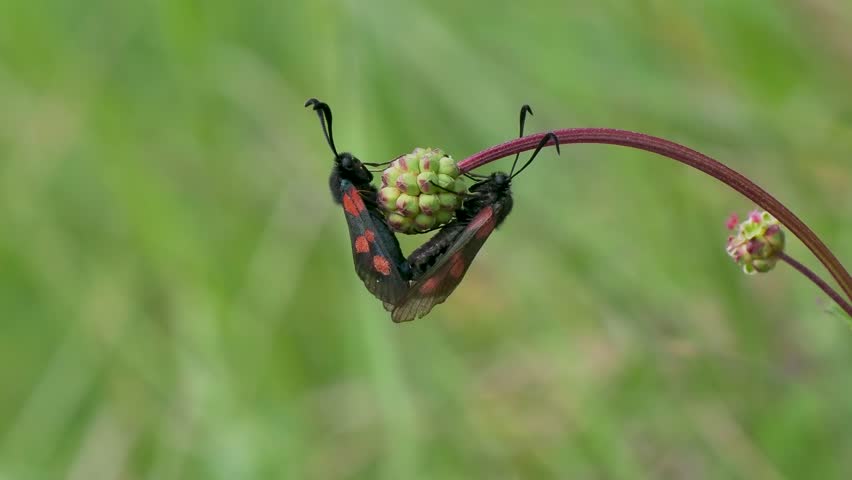 Five-spot Burnet Moth Mating on Small Burnet Plant