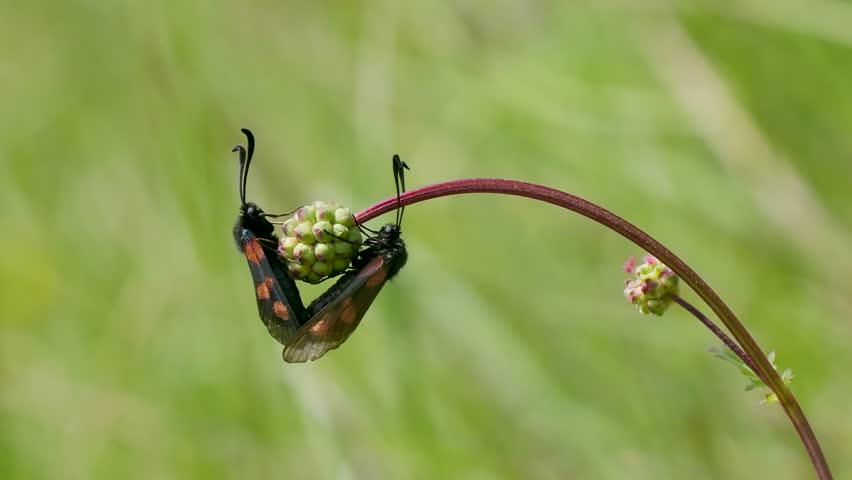 Five-spot Burnet Moth Mating on Small Burnet Plant