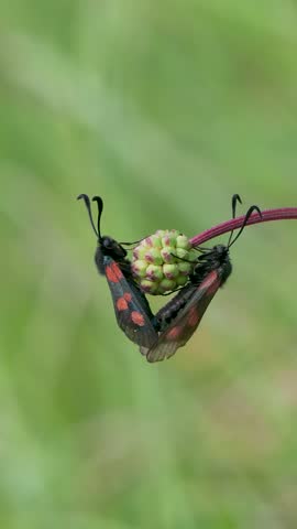 Five-spot Burnet Moth Mating on Small Burnet Plant