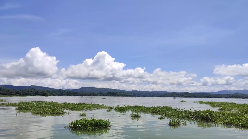 Tranquil lake landscape with floating green vegetation under expansive blue sky and fluffy clouds.