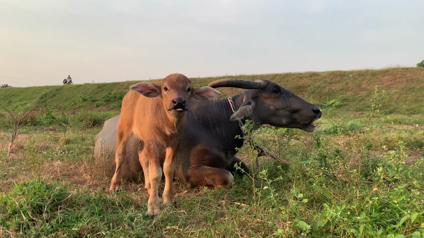 Mother buffalo with calf grazing on open field under natural sunlight. Ideal for agriculture, farming, rural lifestyle, and wildlife concepts.
