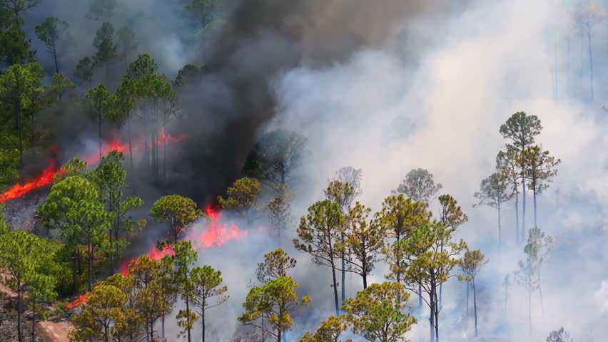 Safe prescribed fire in rural Florida landscape, reducing wildfire risk through controlled vegetation burning.