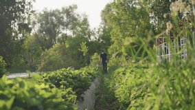 man farmer wearing mask carrying sprayer walking through green crop rows in field while fumigating plants with backpack equipment under tall trees in late afternoon light - Powered by Shutterstock - Get 15% off with code: PIKWIZARD15