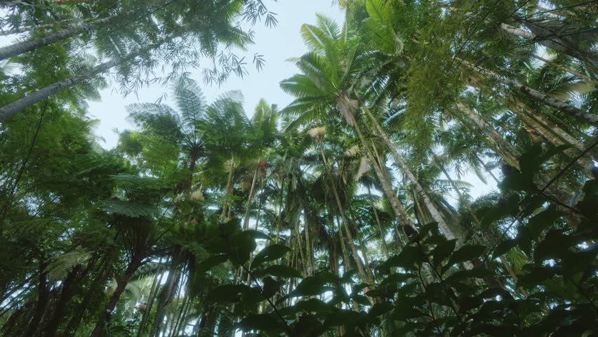 vibrant green canopy of a tropical rainforest, capturing the essence of the Hawaii Tropical Botanical Garden. This footage offers a perspective from below, showcasing towering palms, dense foliage, an