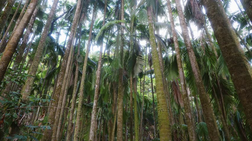 A low angle perspective captures the majestic, towering Alexandra palms and lush undergrowth within the dense, vibrant rainforest of the Hawaii Tropical Botanical Garden on the Big Island of Hawaii. T