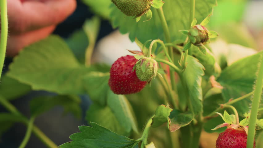 close up hand picking ripe strawberry from plant surrounded by green leaves under soft natural light during harvest in garden showing freshness care and detail in organic farming process
