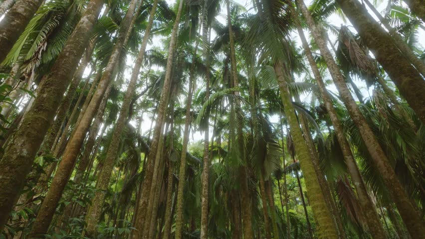 Hawaii Tropical Botanical Garden with this captivating footage. Witness the towering palms and lush green foliage creating a dense, verdant canopy, offering a glimpse into the rich biodiversity of thi
