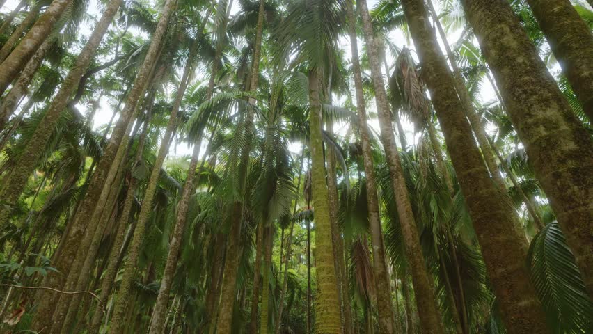 Hawaii Tropical Botanical Garden with this footage, showcasing a towering canopy of tropical palms and lush rainforest foliage from a unique low-angle perspective. Experience the serene and biodiverse