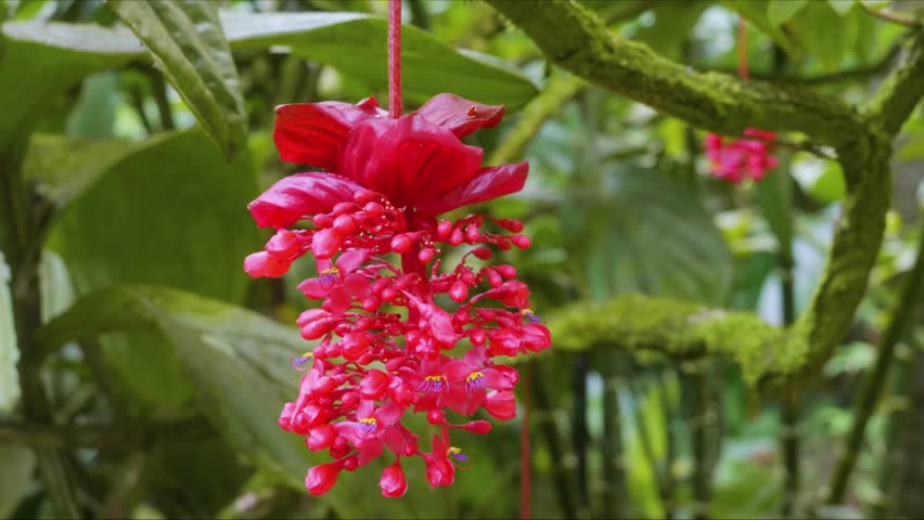 A vibrant close up of a Crimson Medinilla, Medinilla miniata, also known as the Rose Grape or Philippine Orchid