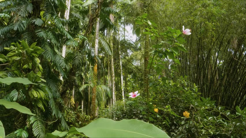 Immerse yourself in the vibrant beauty of a Hawaiian botanical garden with this serene footage. Featuring lush green foliage, towering bamboo, and delicate tropical flowers, this video captures the es