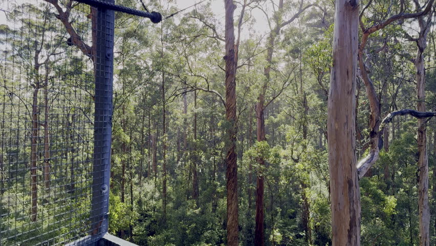 The Dave Evans Bicentennial Tree, a tall karri tree, pegged for climbing, is one of the tallest trees in Australia, standing in Warren national park and was used as a fire lookout.