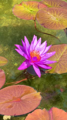 Beautiful purple water lily in full bloom surrounded by floating lily pads. Relaxing nature scene of lotus flower on calm pond water, perfect for meditation and peaceful backgroun, vertical video