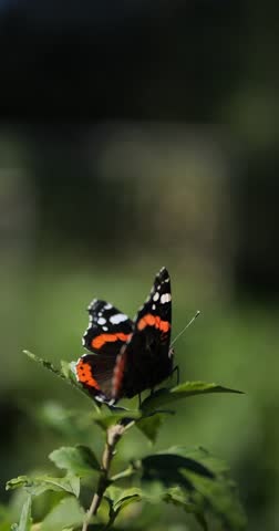 Beautiful butterfly sits on a green leaf. Butterfly flying upwards.