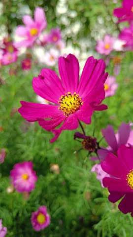 Vertical close-up of a bright pink cosmos bipinnatus flower gently swaying in the breeze, blooming in a sunlit garden — cinematic nature footage for mindfulness, joyful wellness and social media conte