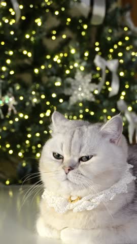 Festive cat relaxing by christmas tree with twinkling lights