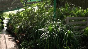 A vibrant garden filled with various tropical plants displayed in pots. The path is made of bricks and a wooden fence runs alongside the lush foliage, creating a serene atmosphere in a greenhouse. - Powered by Shutterstock - Get 15% off with code: PIKWIZARD15