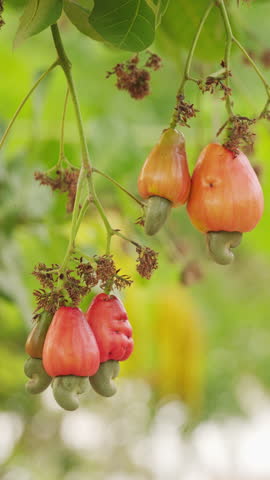 close-up of ripe cashew fruits with attached nuts or kernels in shell on tree branch in plantation, tropical and exotic, agriculture, farming, farm