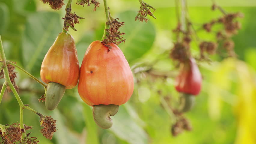 close-up, ripe orange cashew fruits and attached drupes, the edible seed or nut inside the shell, branch, tree, plantation