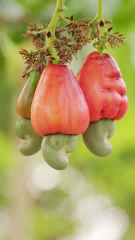 close-up of red orange ripe cashew apples with shell attached, nuts or kernels, hanging on tree branch on farm,