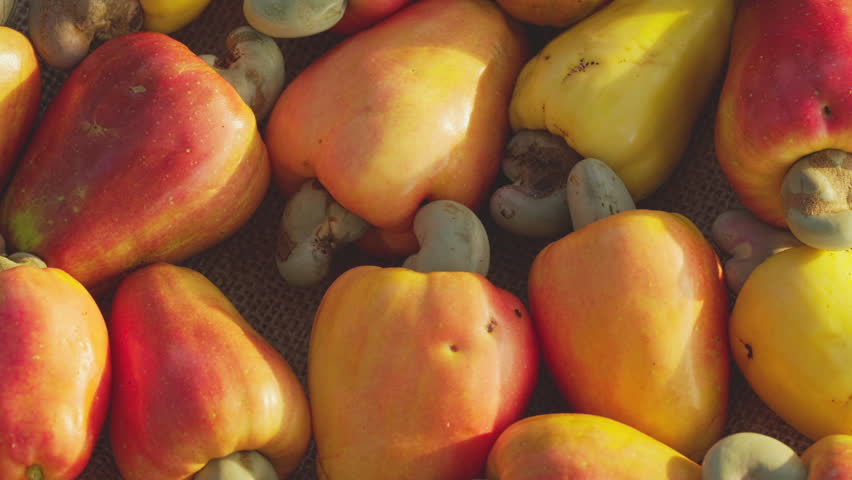 rotating ripe cashew apples, orange, red, yellow, nuts or kernels in shells, seeds, drupe, close-up, tropical fruit, harvest