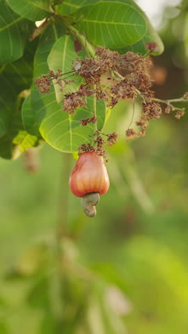 cashew apple with attached nut in shell on tree branch in farm, green leaves in background, orange fruit, farm