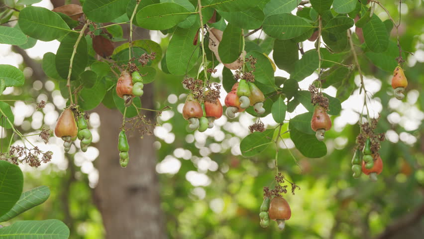Clusters of cashew apples with attached raw nuts on tree branches, fruits at different stages of ripening, green leaves, farm, plant